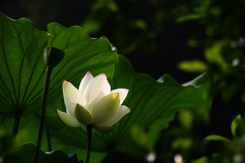 暗香 摄影 夏花