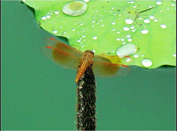 梦回清荷 摄影 烟雨霞波