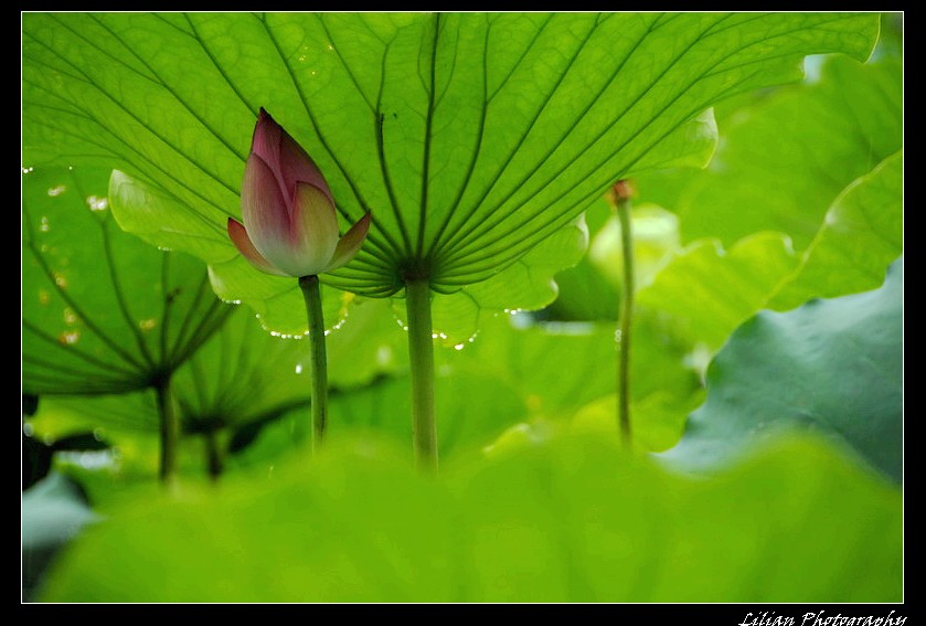 避雨 摄影 朝颜