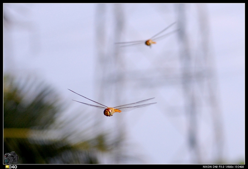 编队飞行 摄影 Windshield