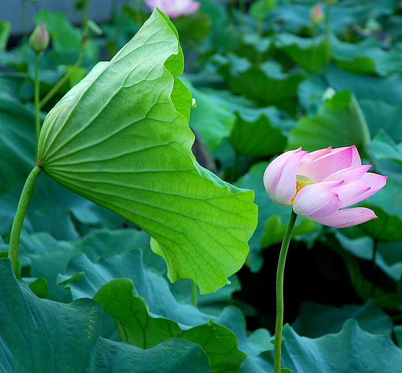 出水芙蓉--4 摄影 静静品茗