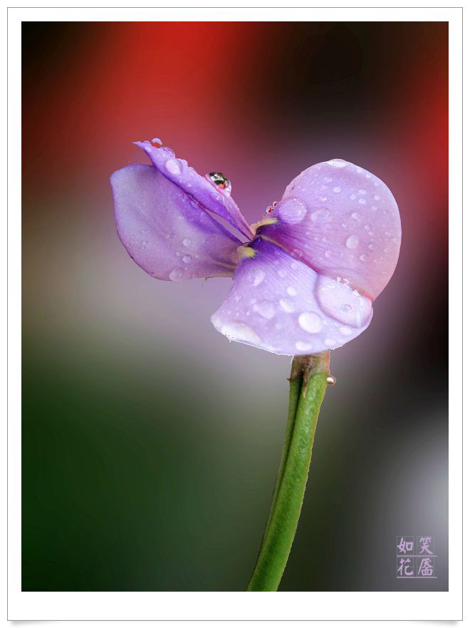 雨后豆角花 摄影 笑靥如花