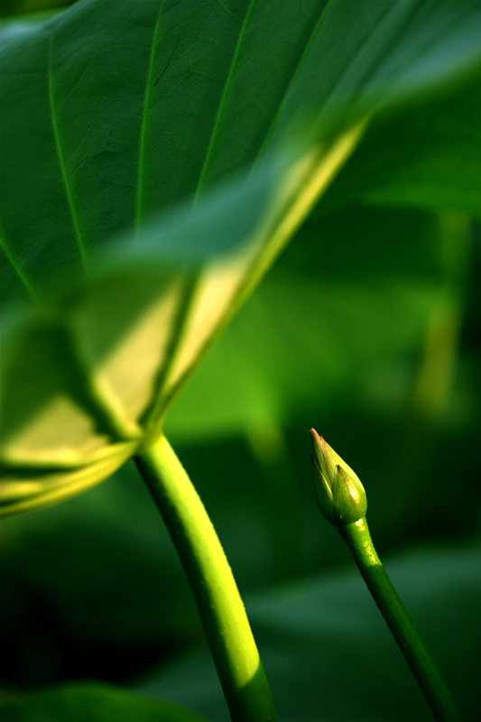 尖尖小荷 摄影 qywbp