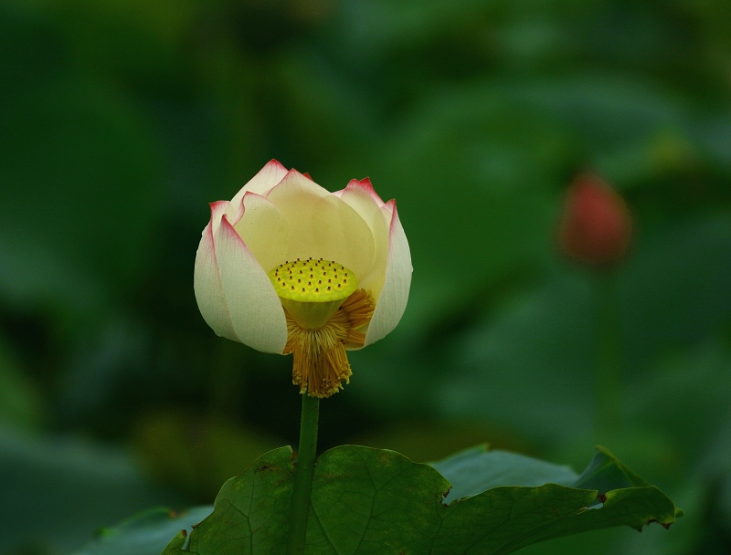 荷花 摄影 小白兔wxm