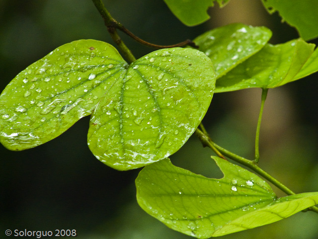 夏雨·绿 摄影 蔚蓝色的阳光