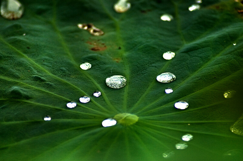 珠联“碧荷” 摄影 soap