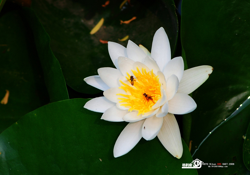 莲花蜂 摄影 俗家客