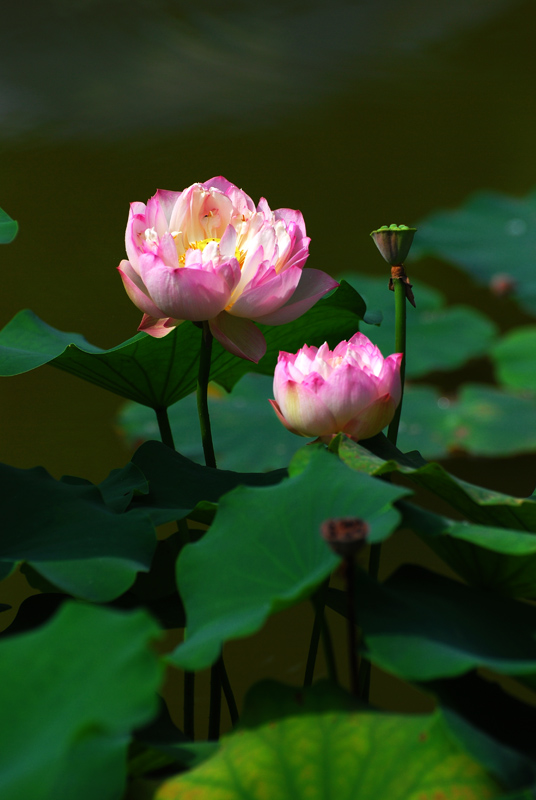 荷花 摄影 霞湖客