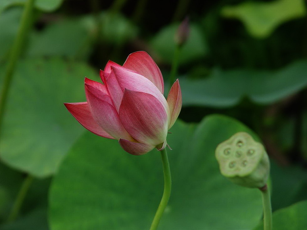 夏日荷花 摄影 燕山佛子