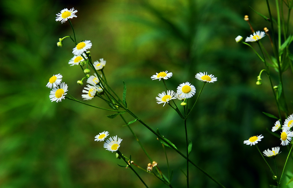 《小花》 摄影 影影其