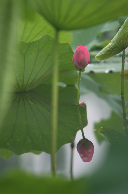 相映成双 摄影 花影如梦