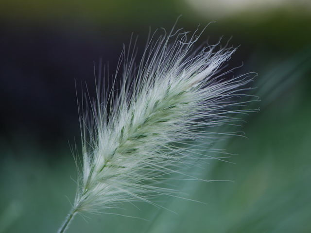 狗尾巴草 摄影 无缰