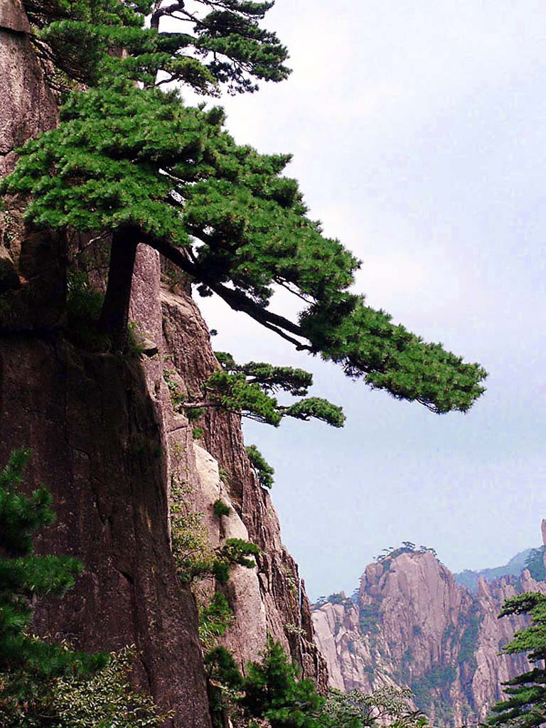 黄山一景--松 摄影 交叉投影