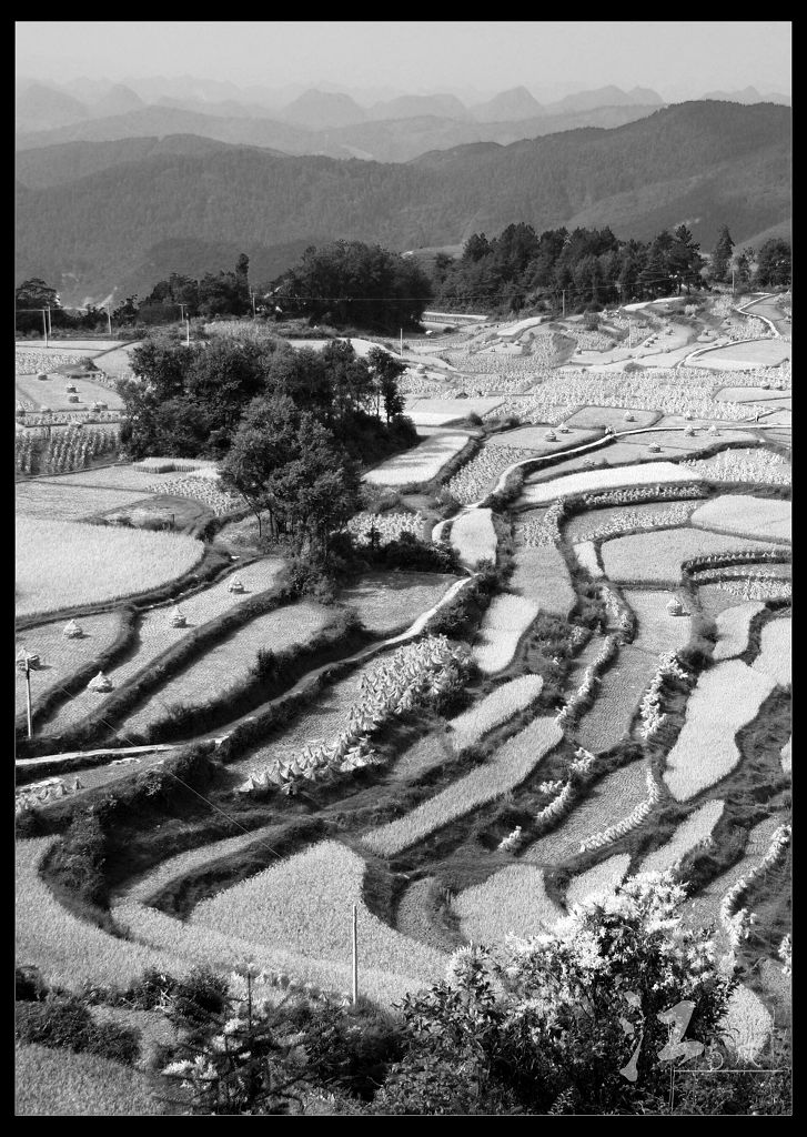 高坡梯田 摄影 方圆之间