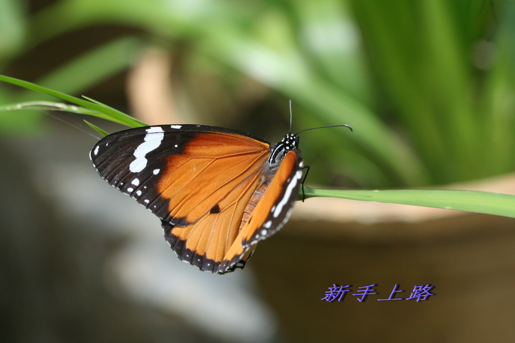 美丽的花蝴蝶 摄影 北湖痴子