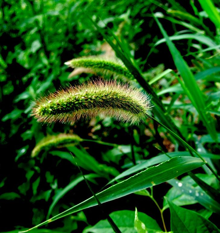 狗尾巴草 摄影 雅贞08