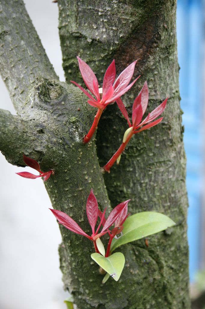 春来发几枝 摄影 祺荫覃