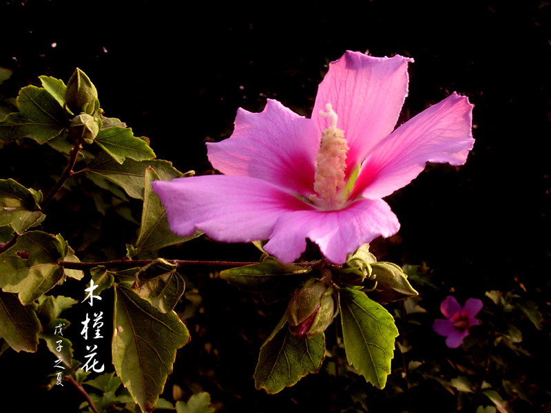 木槿花 摄影 晋风