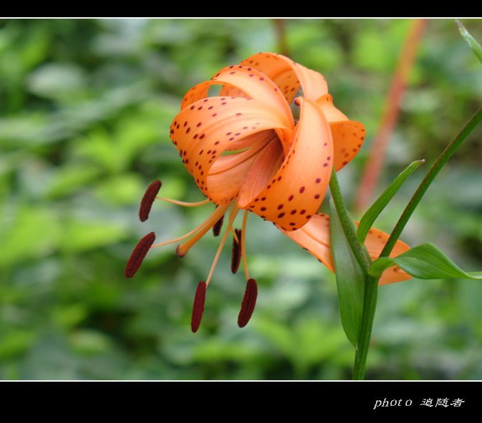 野百合花 摄影 追随者