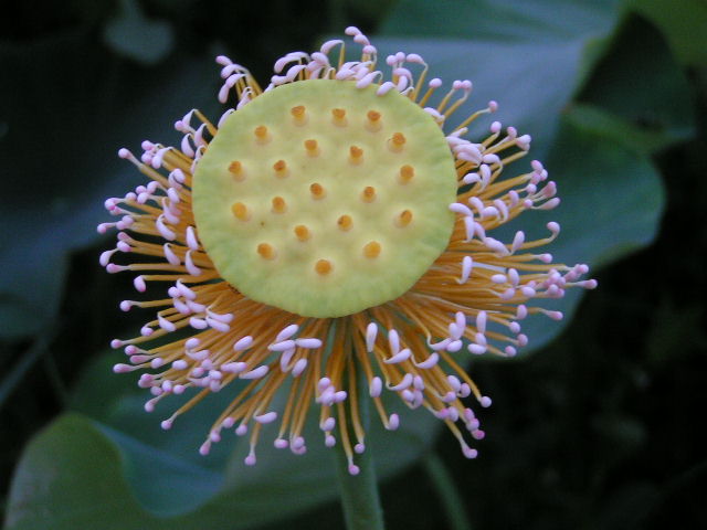 “菊花” 摄影 欣冰