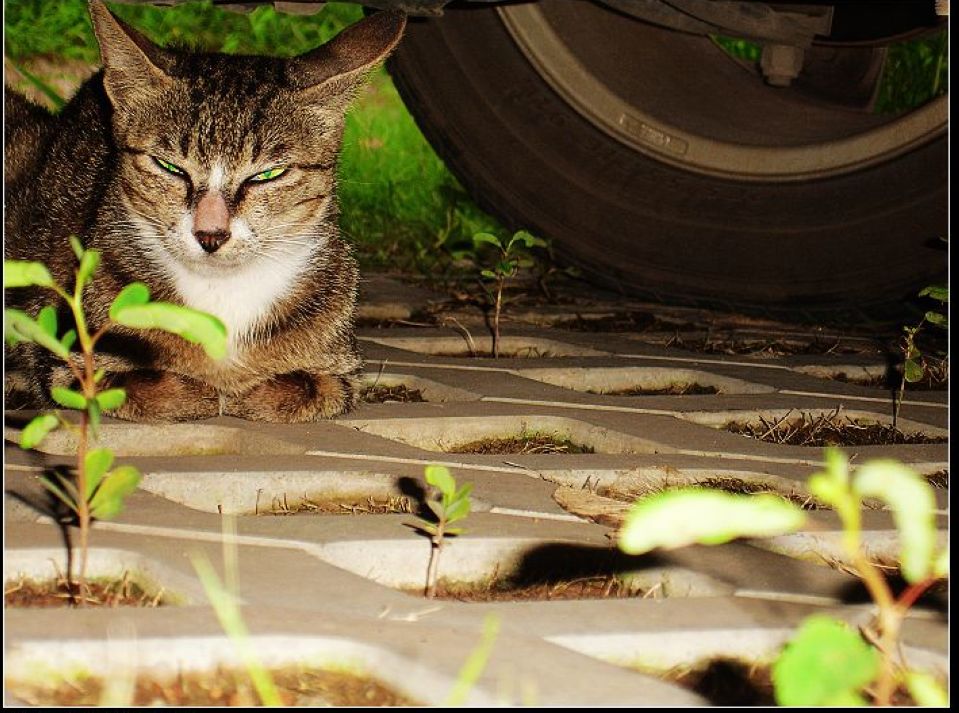 乘凉的猫 摄影 烟雨霞波