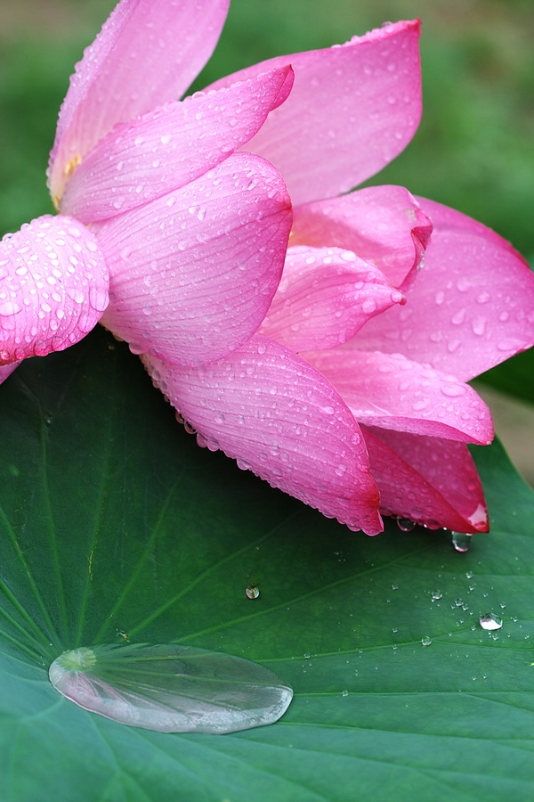 雨后新荷 摄影 顺然