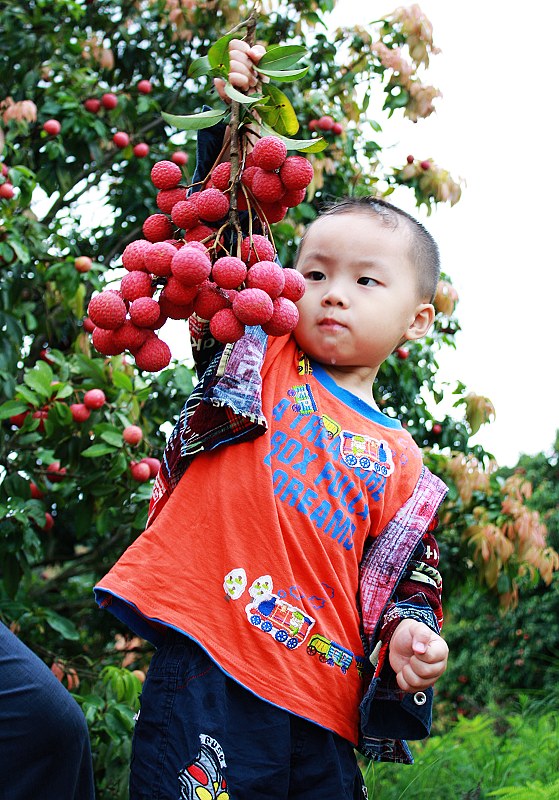 岭南荔枝之王 摄影 正大光明