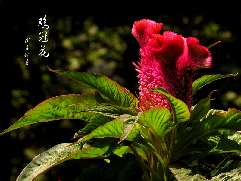 鸡冠花 摄影 晋风