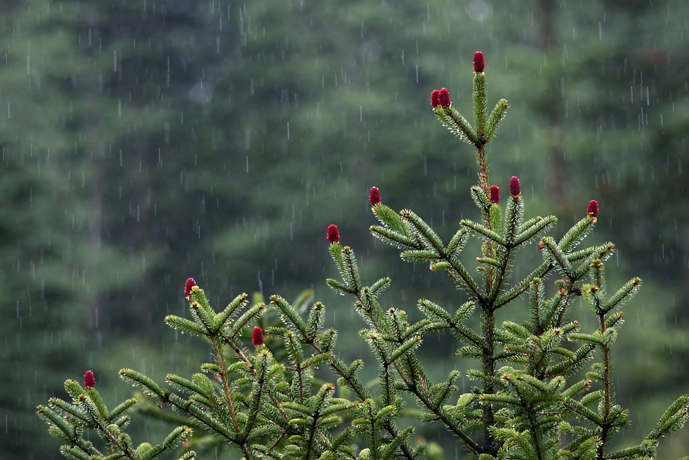 雨中洗礼 摄影 旺旺