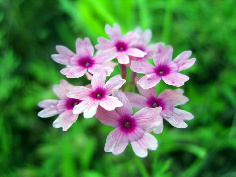 小花 摄影 每一瞬间