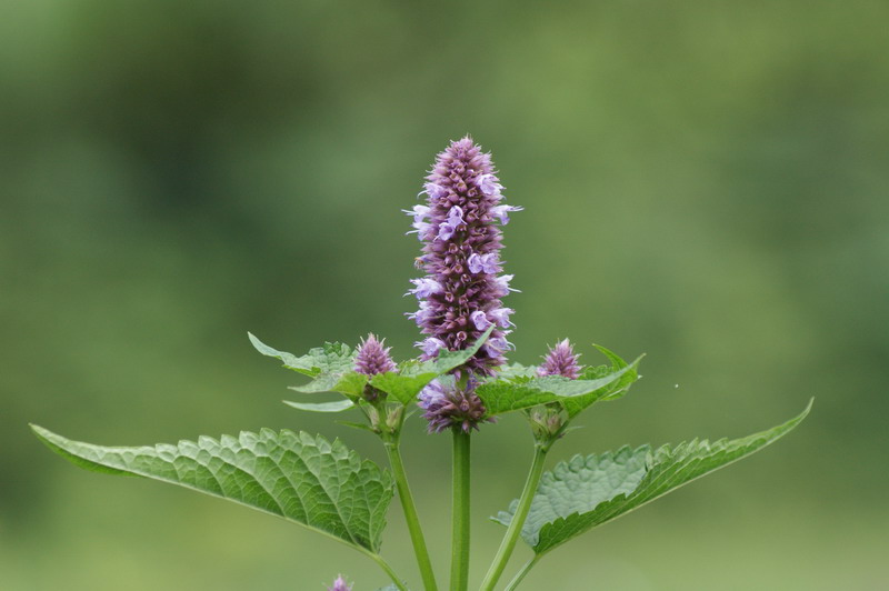 山野中的霍香花 摄影 古井