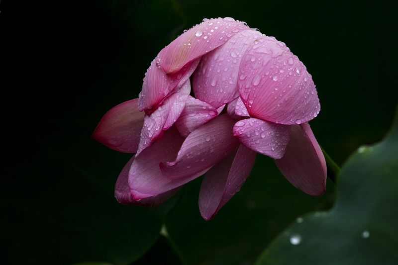 雨荷 摄影 万记