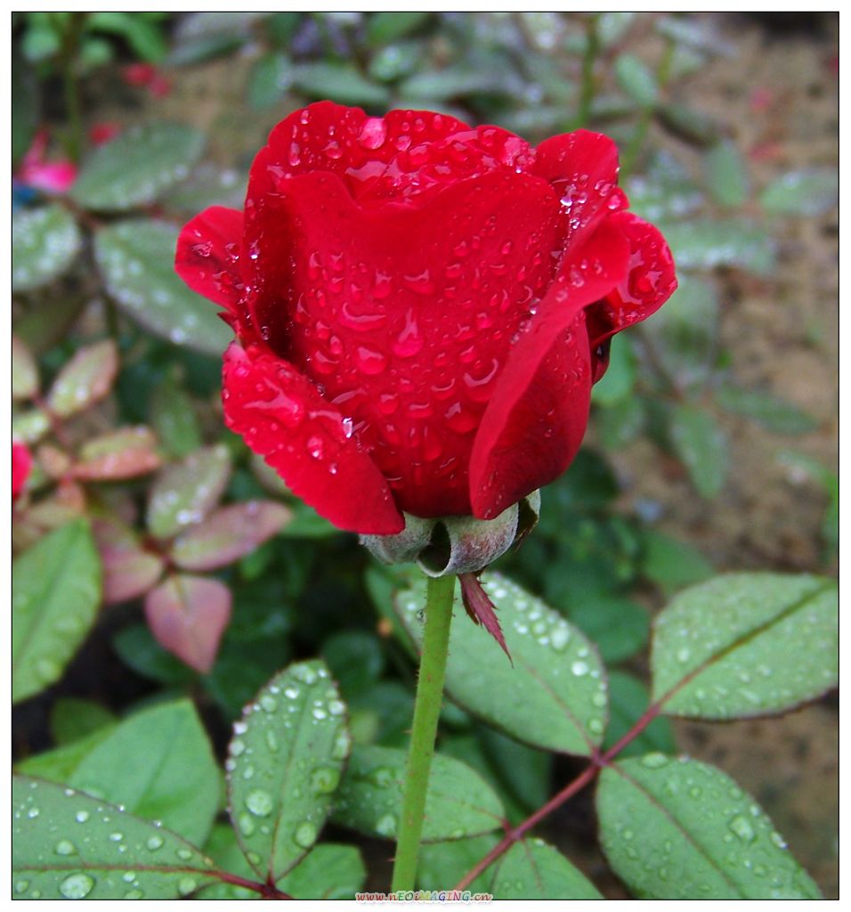 娇艳 摄影 富氧雨