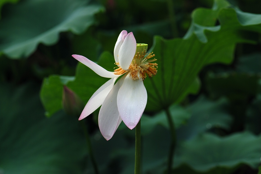 最后的亮相（Lotus No.5） 摄影 山头舟