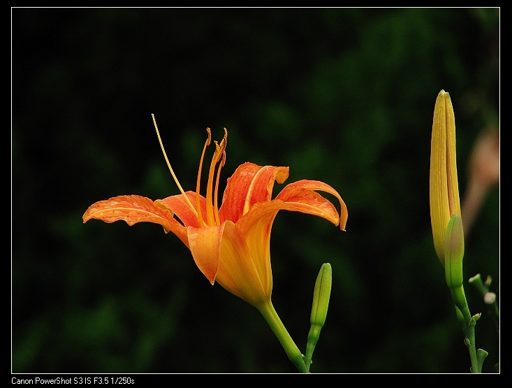 美丽的黄花菜 摄影 shel