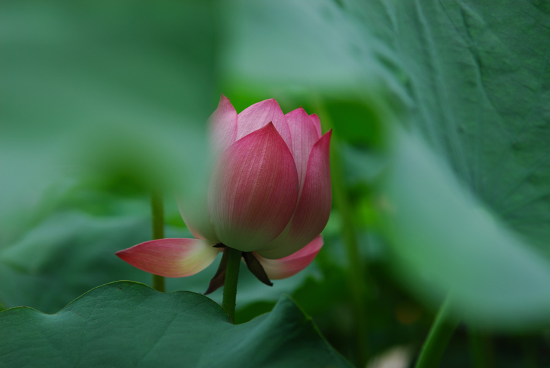 荷花'羞涩" 摄影 天涯浪人