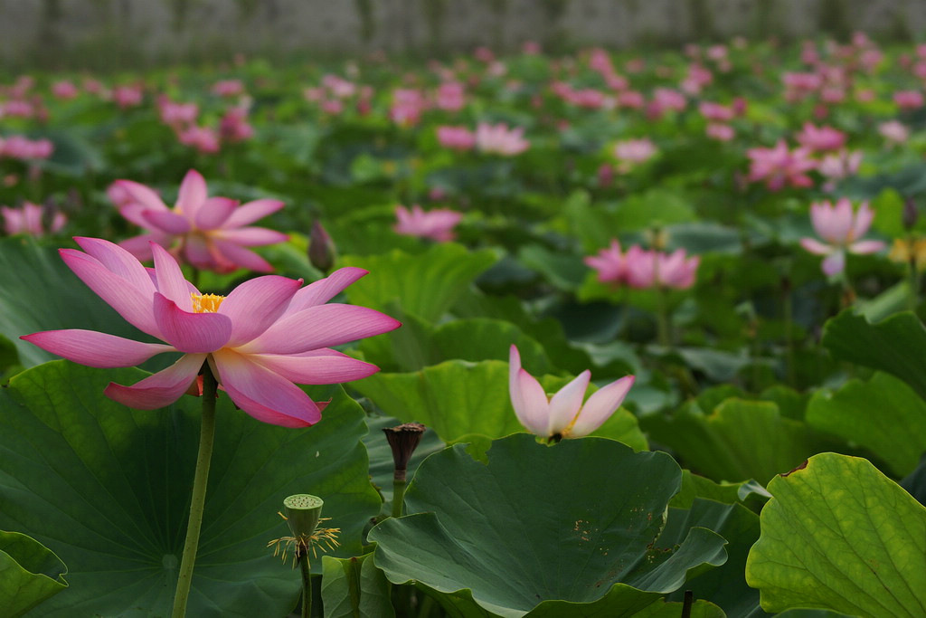 百花齐放 摄影 鱼儿爱水