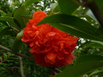 石榴花 摄影 Laotaitai