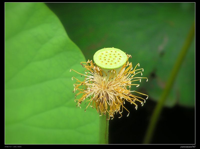 2008夏荷 （6） 摄影 闲散的人