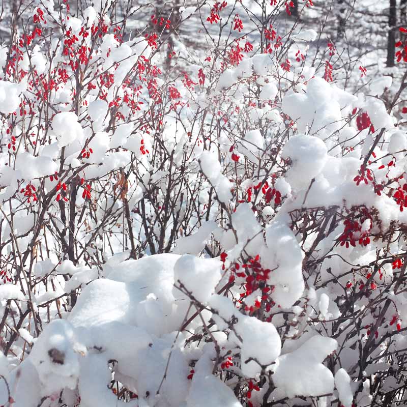 雪原红豆 摄影 doudouye