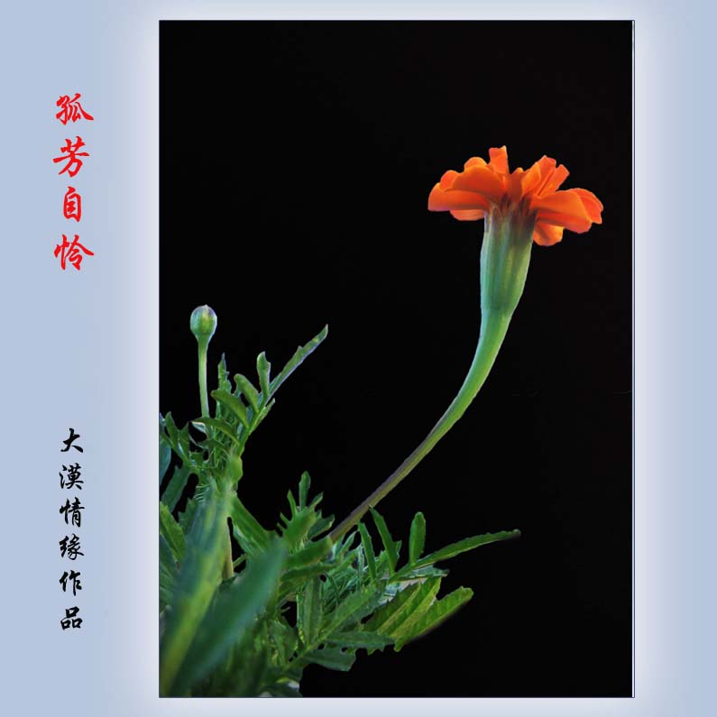 孤芳自怜 摄影 大漠情缘