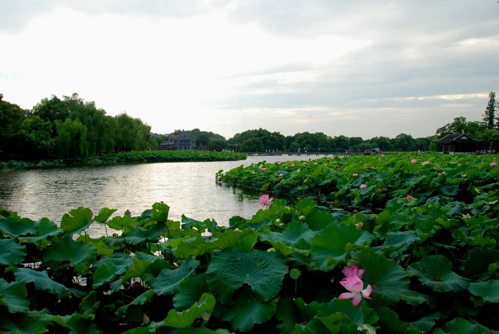 夏荷 摄影 花枝俏