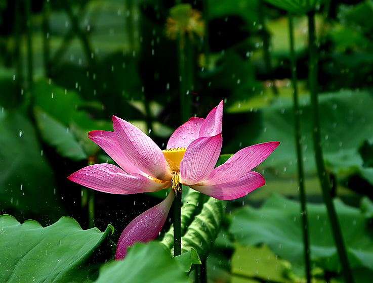 夏日雨荷2 摄影 gaoli