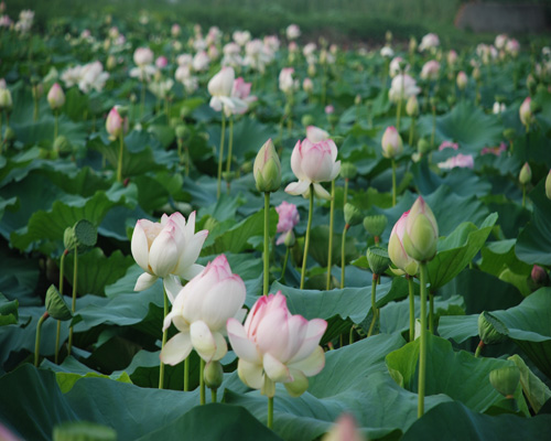 夏荷 摄影 途中客