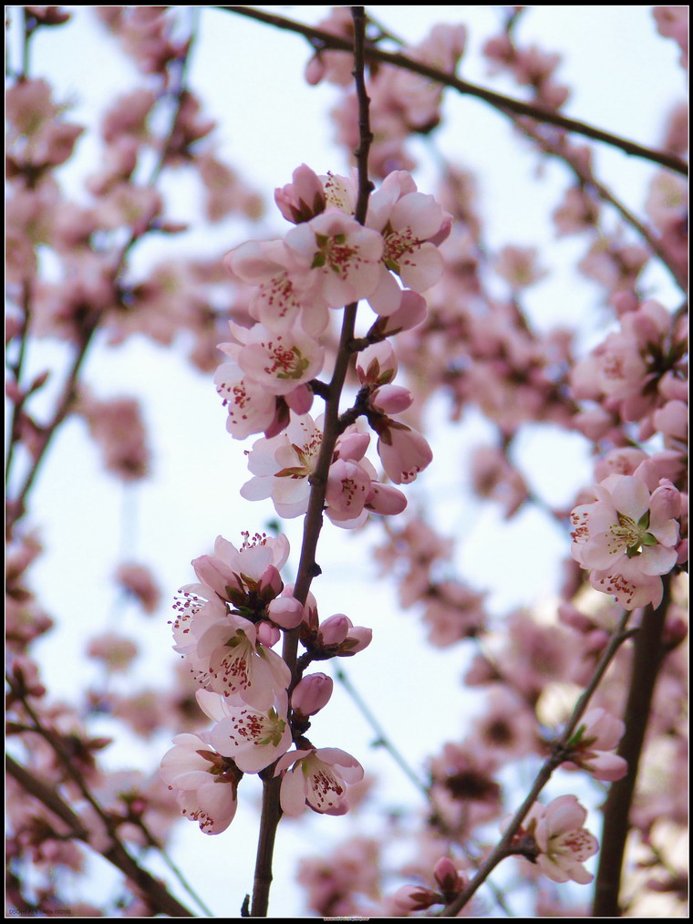 桃花依旧笑春风 摄影 xj一指禅