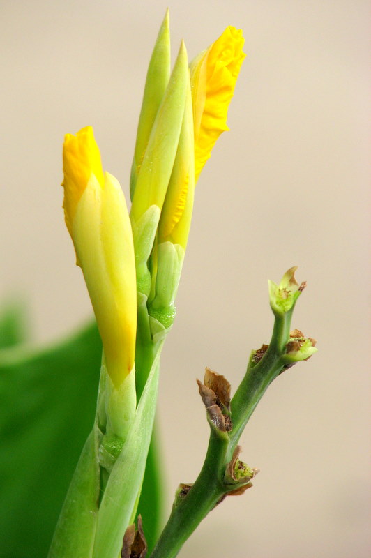 萌芽 摄影 小小燕子