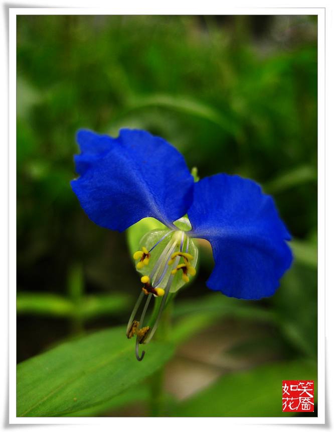 蝶舞 摄影 笑靥如花