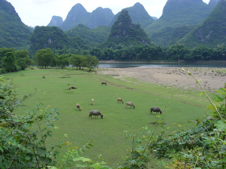 青青河边草 摄影 吴云良