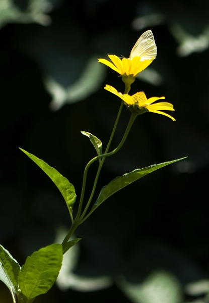 花蝶 摄影 善舍