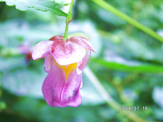 涧谷幽兰 摄影 飘洒芒芽